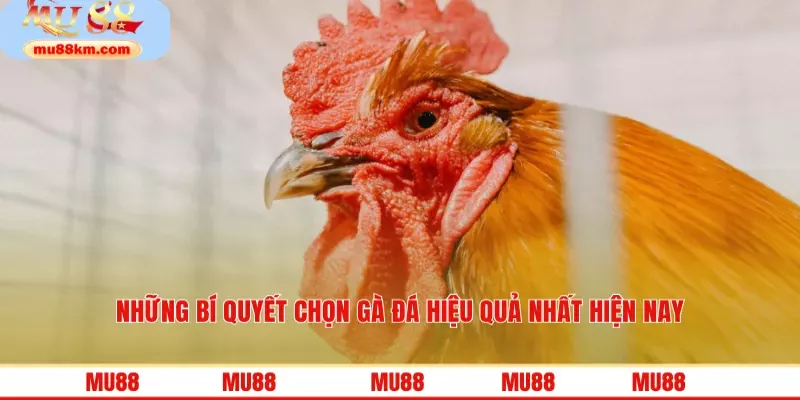 Những bí quyết chọn gà đá hiệu quả nhất hiện nay
