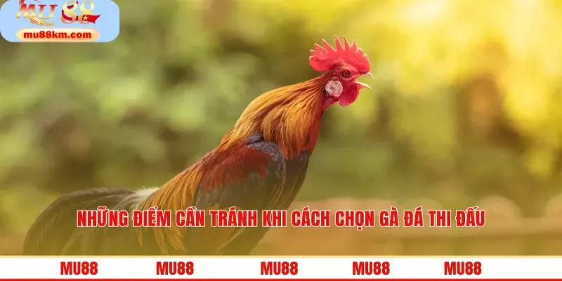 Những điểm cần tránh khi cách chọn gà đá thi đấu