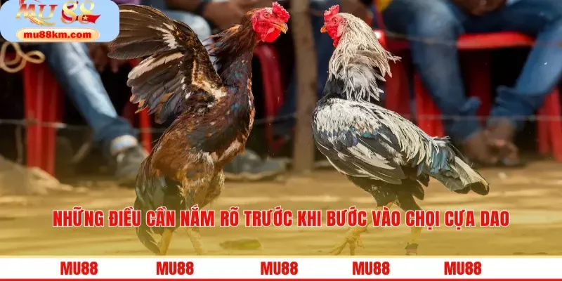 Những điều cần nắm rõ trước khi bước vào chọi cựa dao