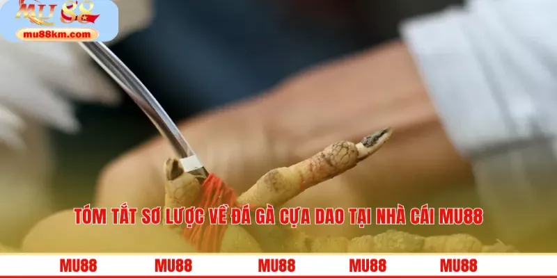 Tóm tắt sơ lược về đá gà cựa dao tại nhà cái MU88