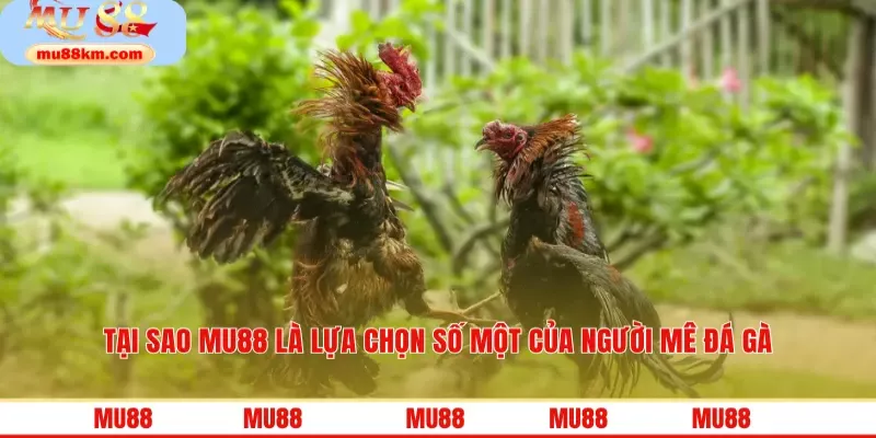 Tại sao MU88 là lựa chọn số một của người mê đá gà