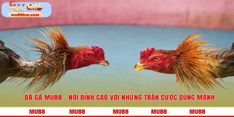Sảnh đá gà MU88 là nơi hội tụ của những trận đấu mãn nhãn