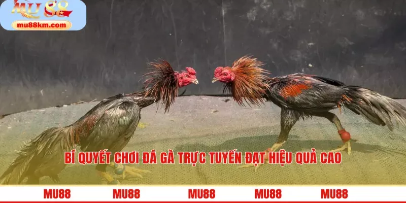 Bí quyết chơi đá gà trực tuyến đạt hiệu quả cao