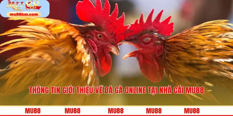 Thông tin giới thiệu về đá gà online tại nhà cái MU88